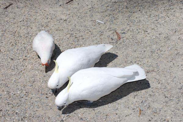 Long-billed Corella