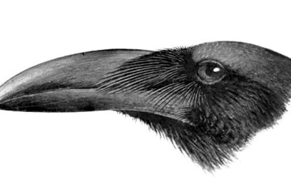 Long-billed Crow