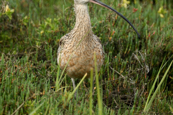 Long-billed Curlew