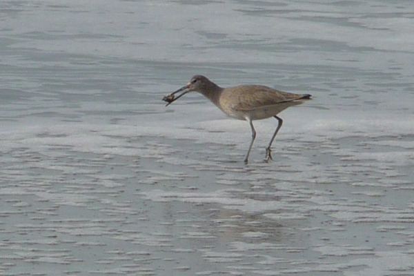 Long-billed Dowitcher