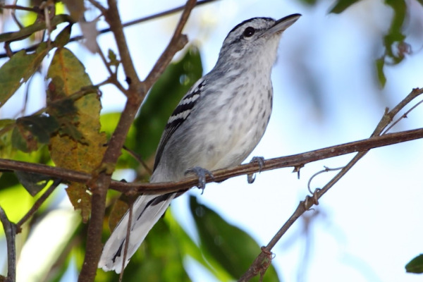 Long-billed Gnatwren