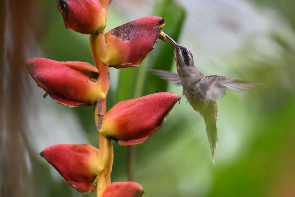 Long-billed Hermit
