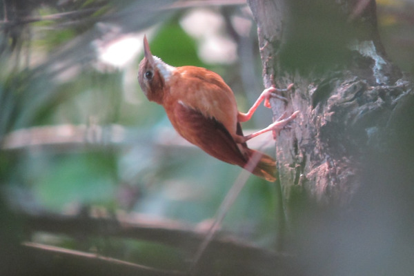Long-billed Miner