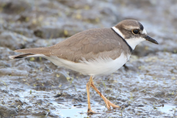 Long-billed plover