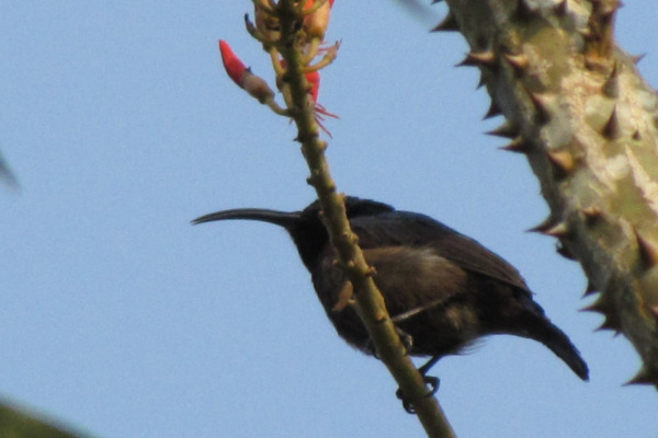 Long-billed Sunbird