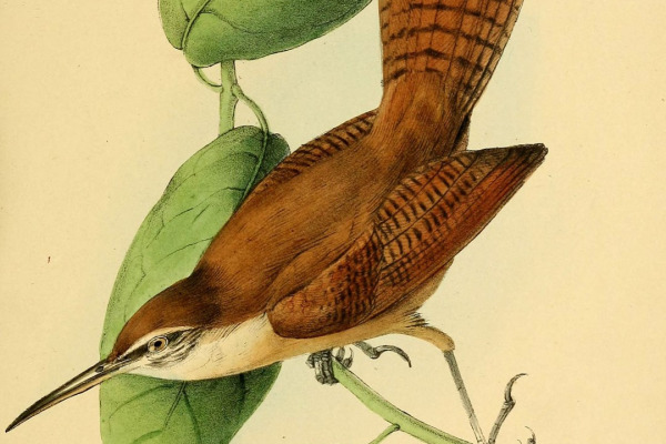 Long-billed Wren