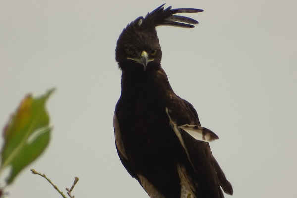 Long-crested Eagle
