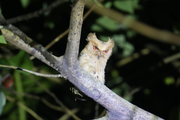 Long-eared Owl