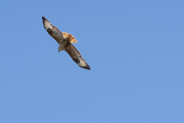 Long-legged Buzzard