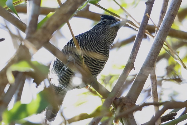 Long-tailed Antbird