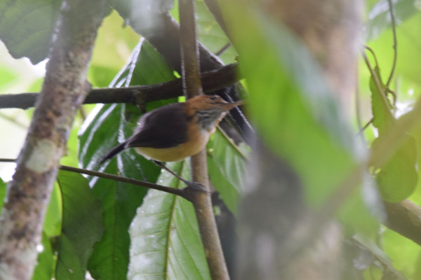 Long-tailed Antbird
