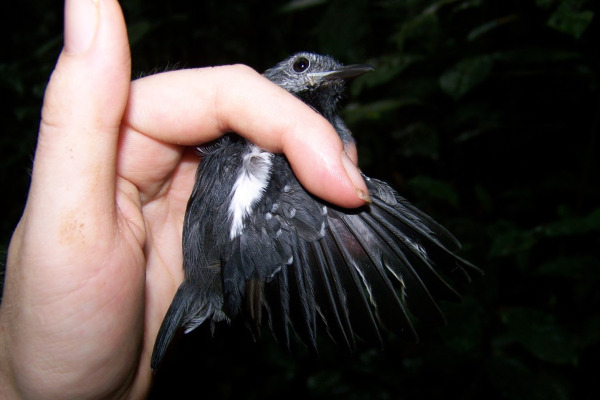 Long-tailed Antwren