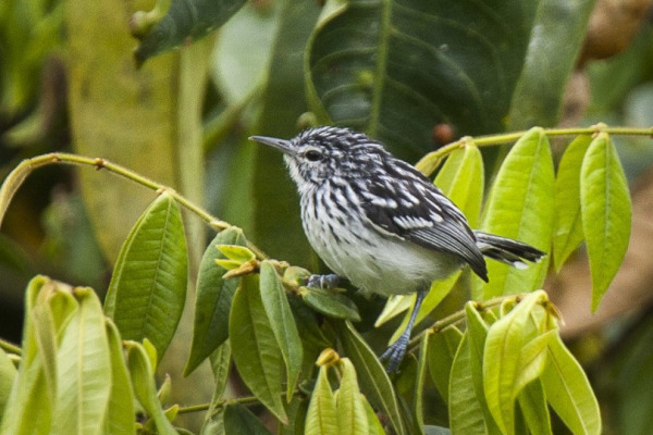 Long-tailed Antwren