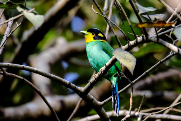 Long-tailed Broadbill