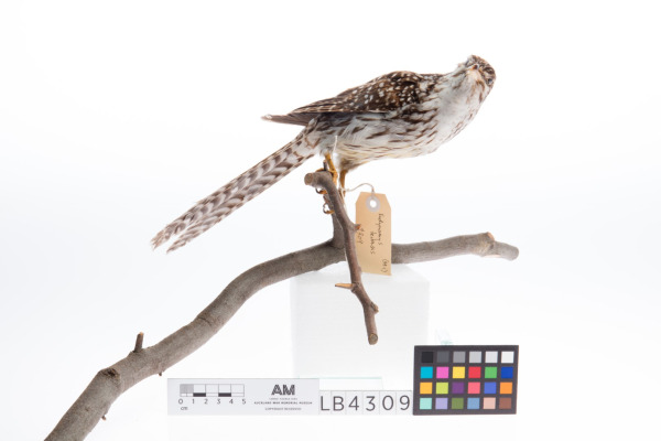 Long-tailed Cuckoo