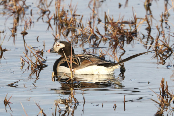 Long-tailed Duck