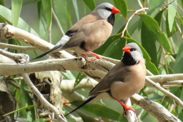 Long-tailed Finch