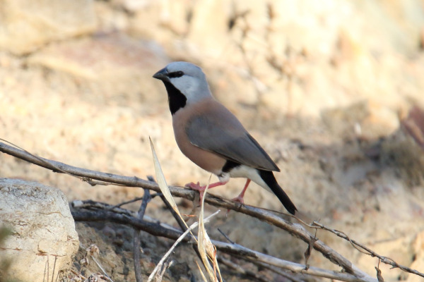 Long-tailed Finch