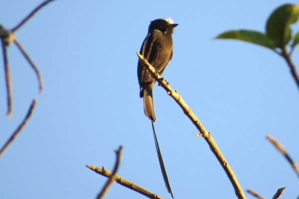 Long-tailed Finch