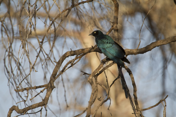 Long-tailed Glossy Starling