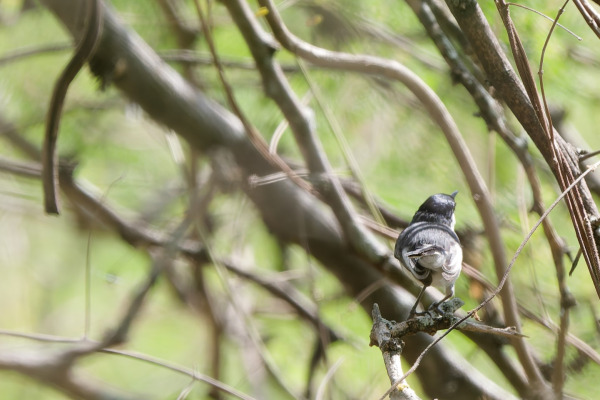 Long-tailed Gnatcatcher