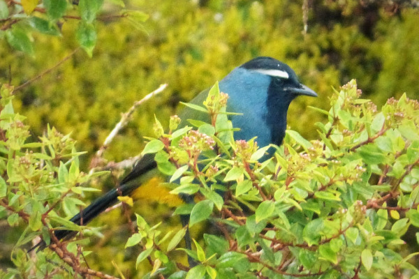 Long-tailed Ground Roller