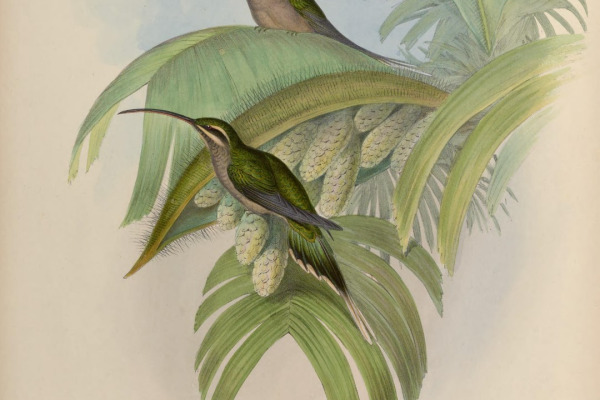 Long-tailed Hermit