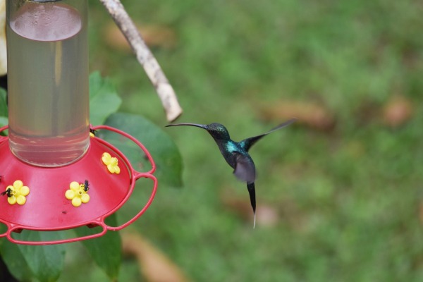 Long-tailed Hermit