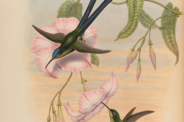 Long-tailed Honeycreeper