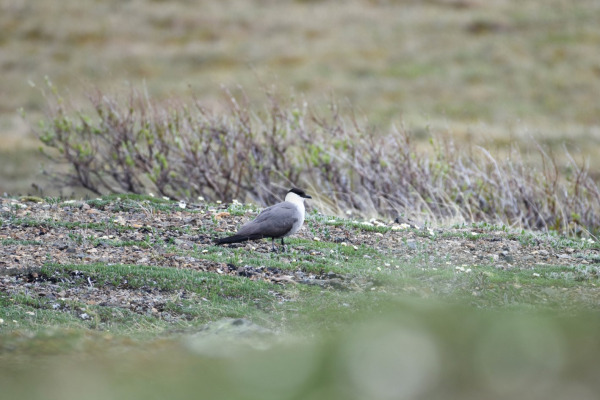 Long-tailed Jaeger