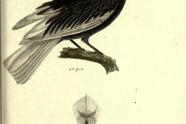 Long-tailed manakin