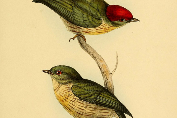 Long-tailed manakin