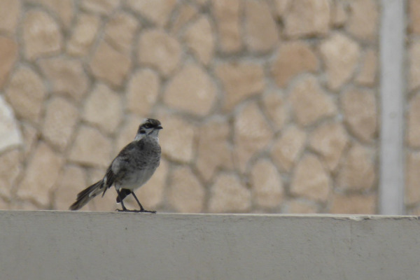 Long-tailed Mockingbird