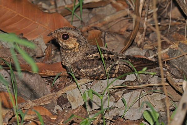 Long-tailed Nightjar