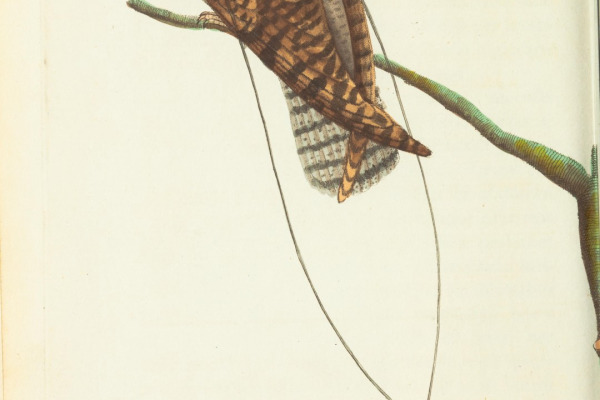 Long-tailed Nightjar