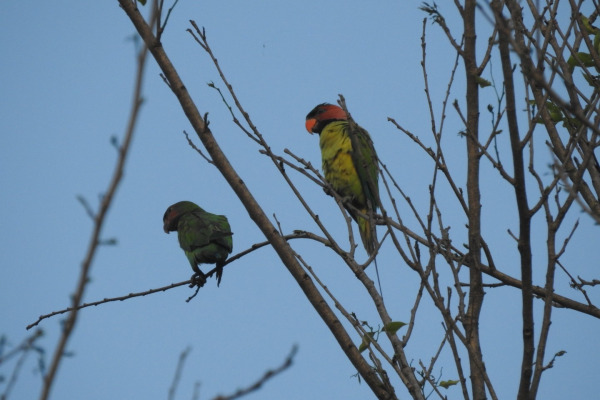 Long-tailed Parakeet