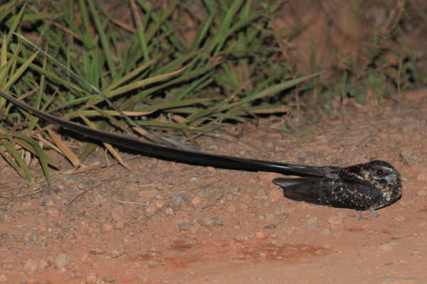 Long-tailed Potoo