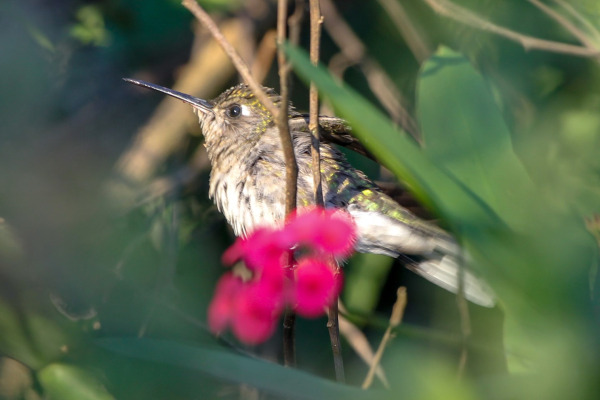 Long-tailed Sabrewing