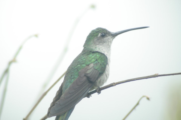 Long-tailed Sabrewing