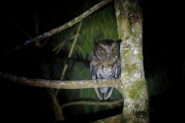 Long-tailed Scops Owl