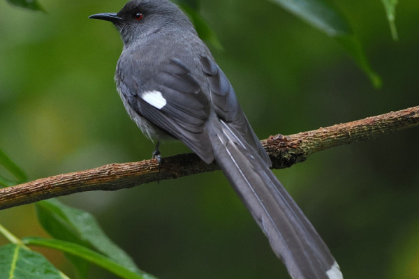 Long-tailed Sibia