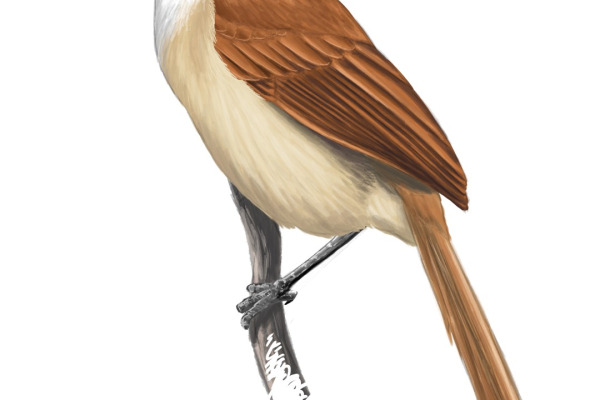 Long-tailed Spinetail