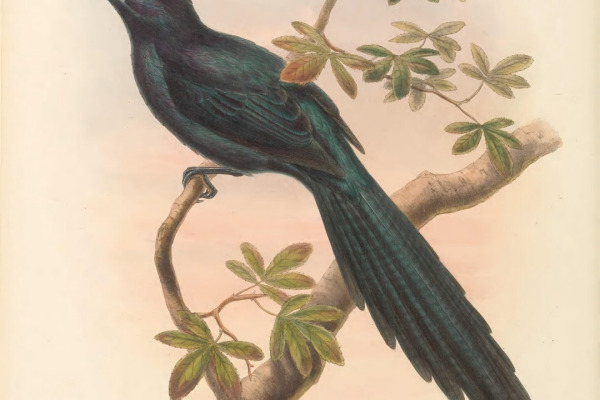 Long-tailed Starling