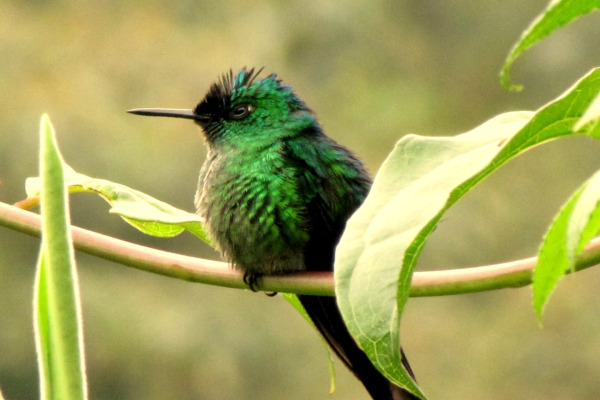 Long-tailed Sylph
