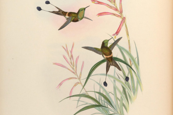 Long-tailed Sylph