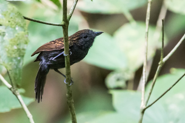 Long-tailed Wood-Partridge