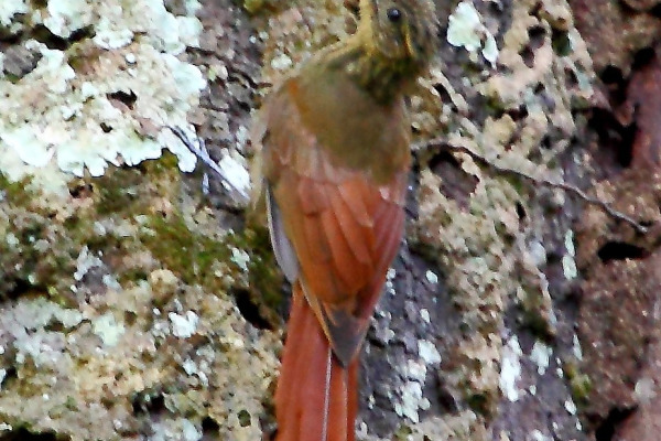 Long-tailed Woodcreeper