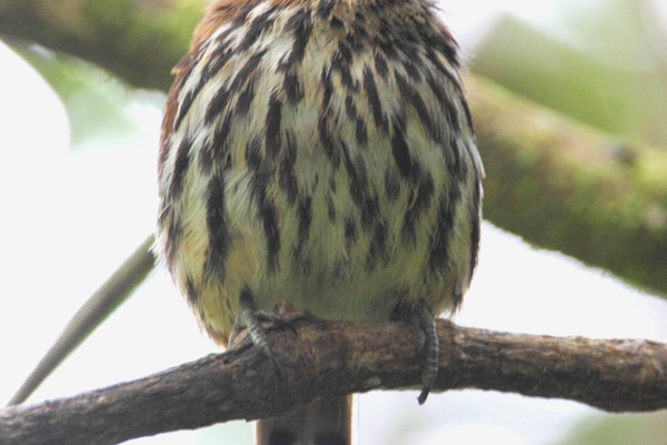 Long-tailed Woodcreeper
