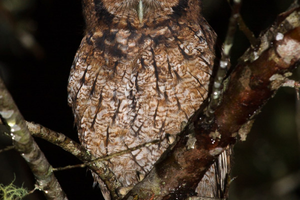 Long-tufted Screech Owl