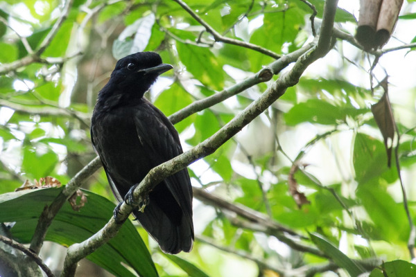 Long-wattled umbrellabird